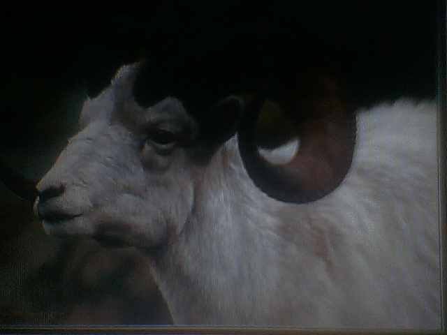 Dall Sheep Portrate