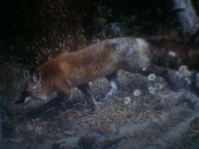 Pathfinder Red Fox
