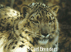 Carl Brenders - "Snow Leopard Portrait"