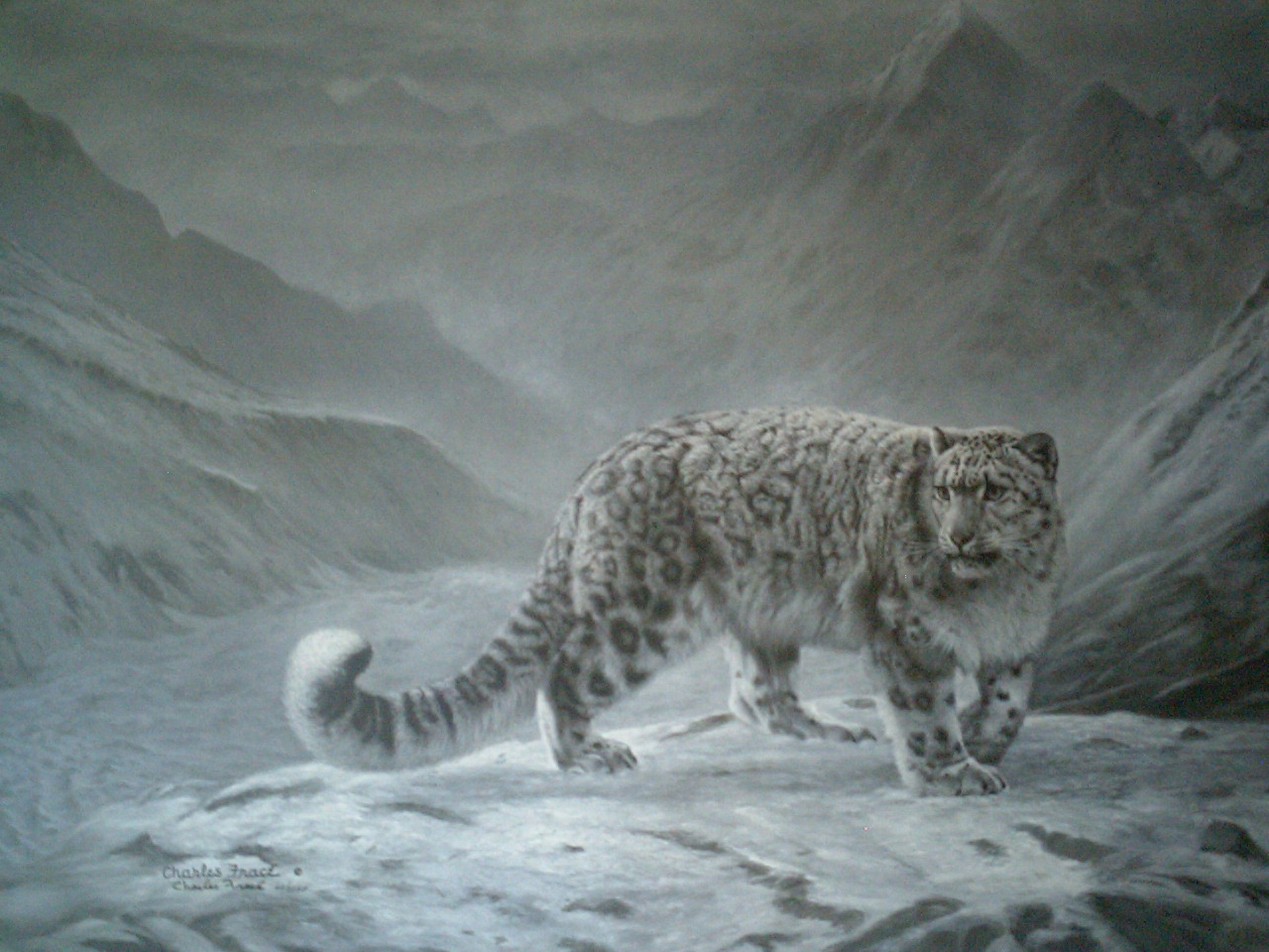 Fleeting Encounter Snow Leopard by Charles Frace - Click Image to Close