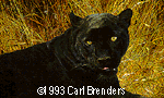 Black Sphinx - Carl Brenders
